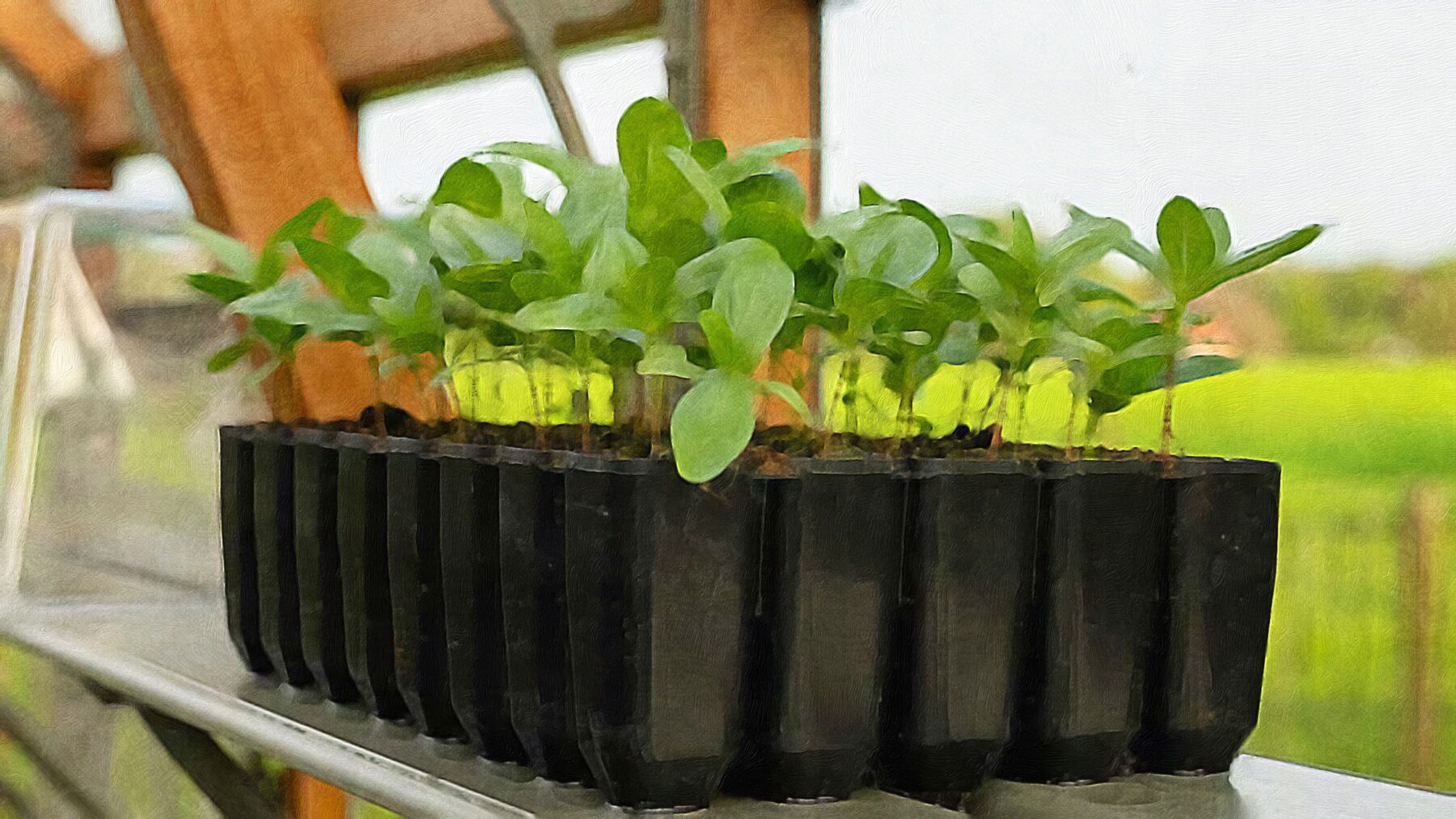 A hero image of a starting tray inside