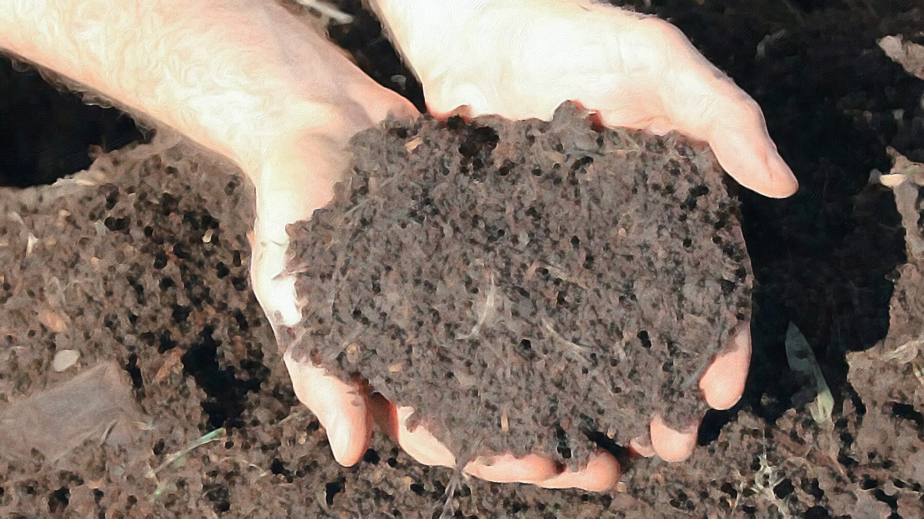 Two hands cupping a mound of dark, crumbly finished compost over a bed of loose compost material