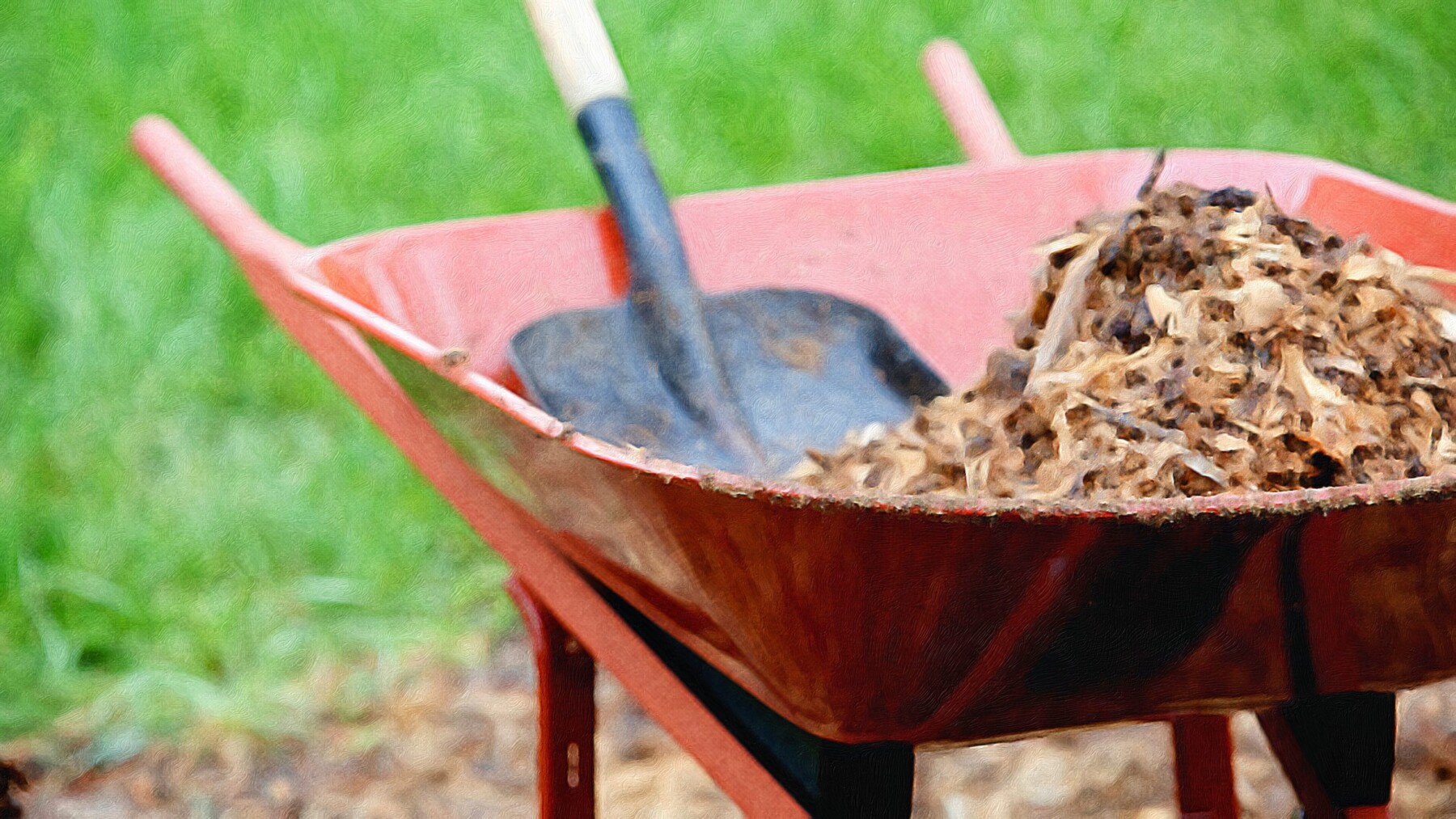 A red wheelbarrow containing dry brown wood chips and shredded plant material with a blue garden shovel, sitting on green grass